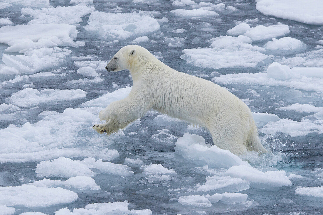  Polar bear, Ursus maritimus, Thalarctos maritimus, jumping bear in the ice, Spitsbergen, Norway 