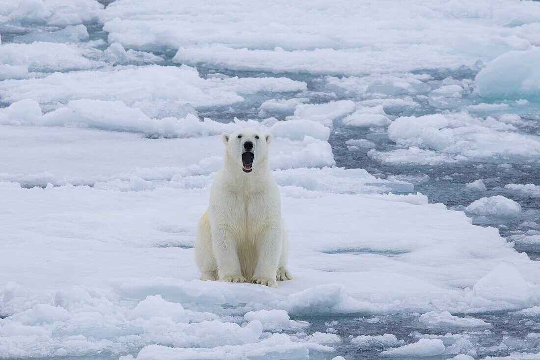  Polar bear, Ursus maritimus, Thalarctos maritimus, yawning bear in the ice, Spitsbergen, Norway 