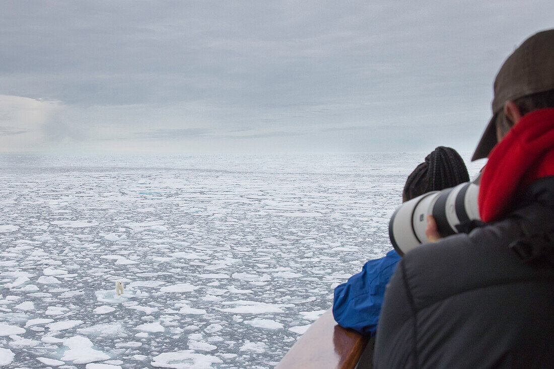  Polar bear, Ursus maritimus, Thalarctos maritimus, a bear in the ice, Spitsbergen, Norway 