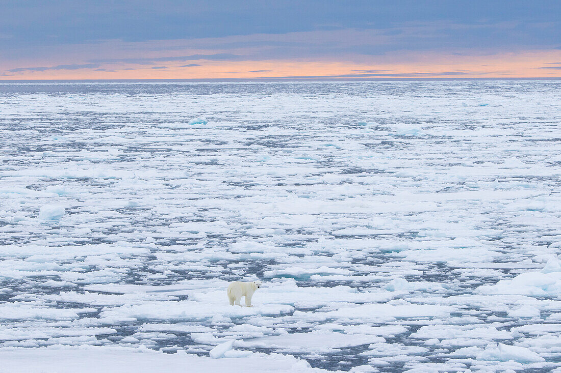  Polar bear, Ursus maritimus, Thalarctos maritimus, a bear in the ice, Spitsbergen, Norway 