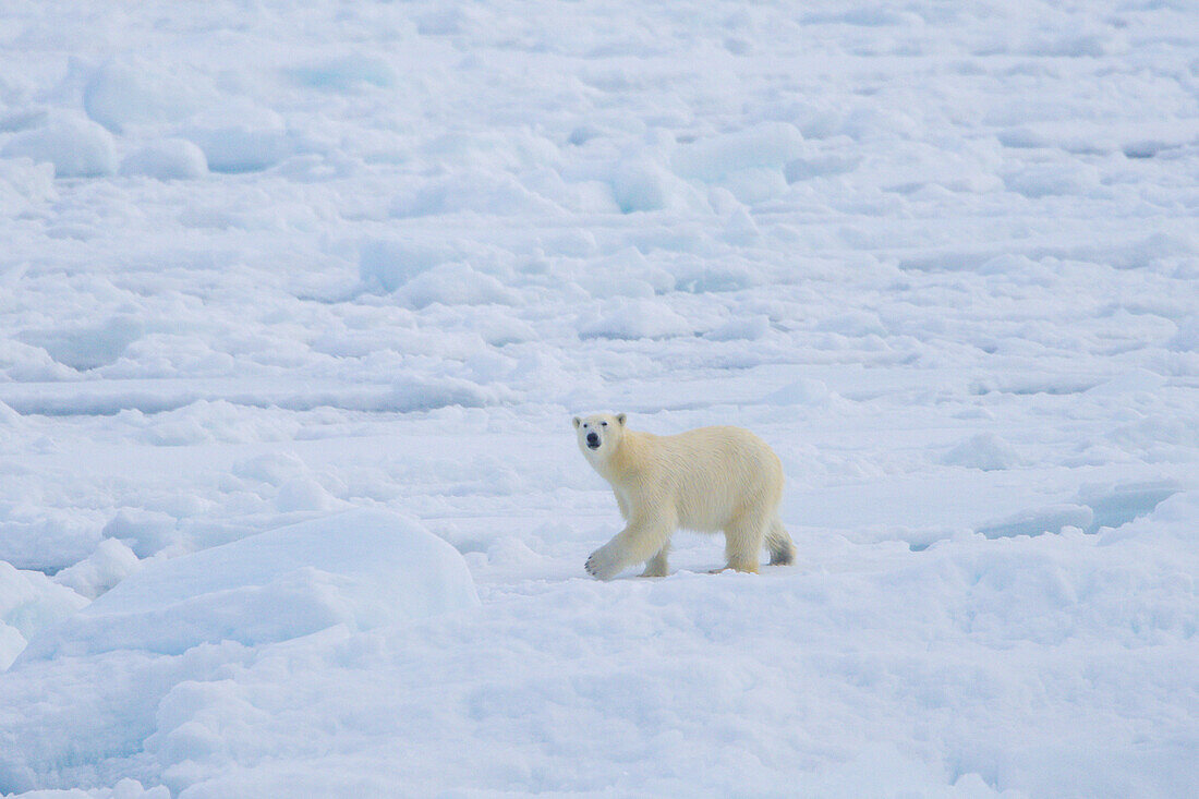  Polar bear, Ursus maritimus, Thalarctos maritimus, a bear in the ice, Spitsbergen, Norway 