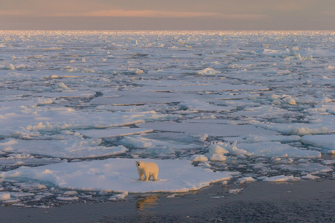  Polar bear, Ursus maritimus, Thalarctos maritimus, a female walks over the pack ice, Spitsbergen, Norway 