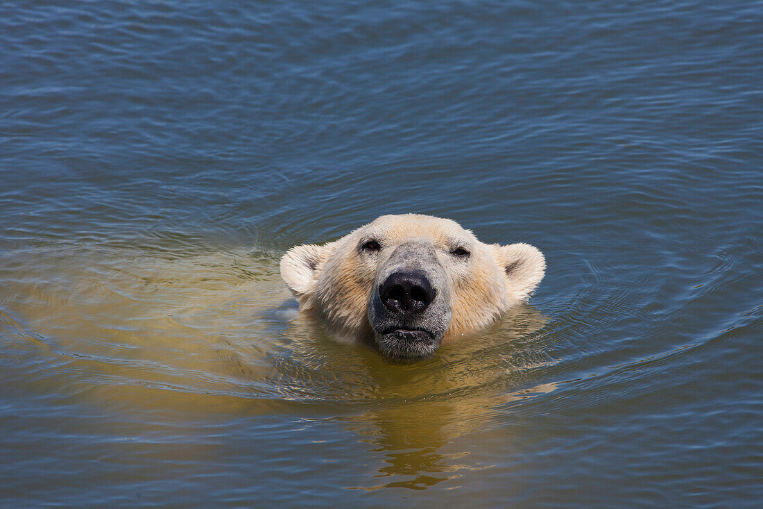  Polar bear (Ursus maritimus), swimming, Norway 