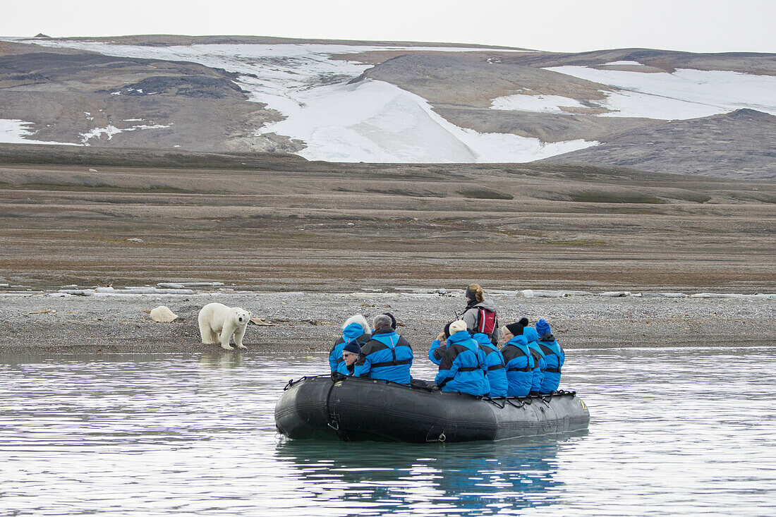  Polar bear, Ursus maritimus, Thalarctos maritimus, tourists taking photos of polar bears from a rubber dinghy, Svalbard, Norway 