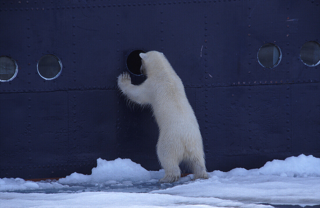  Polar bear (Ursus maritimus) on the ship MS Stockholm, Svalbard, Norway 