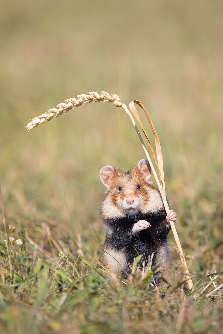  European Hamster, Cricetus cricetus, adult hamster eating a wheat ear, Austria 