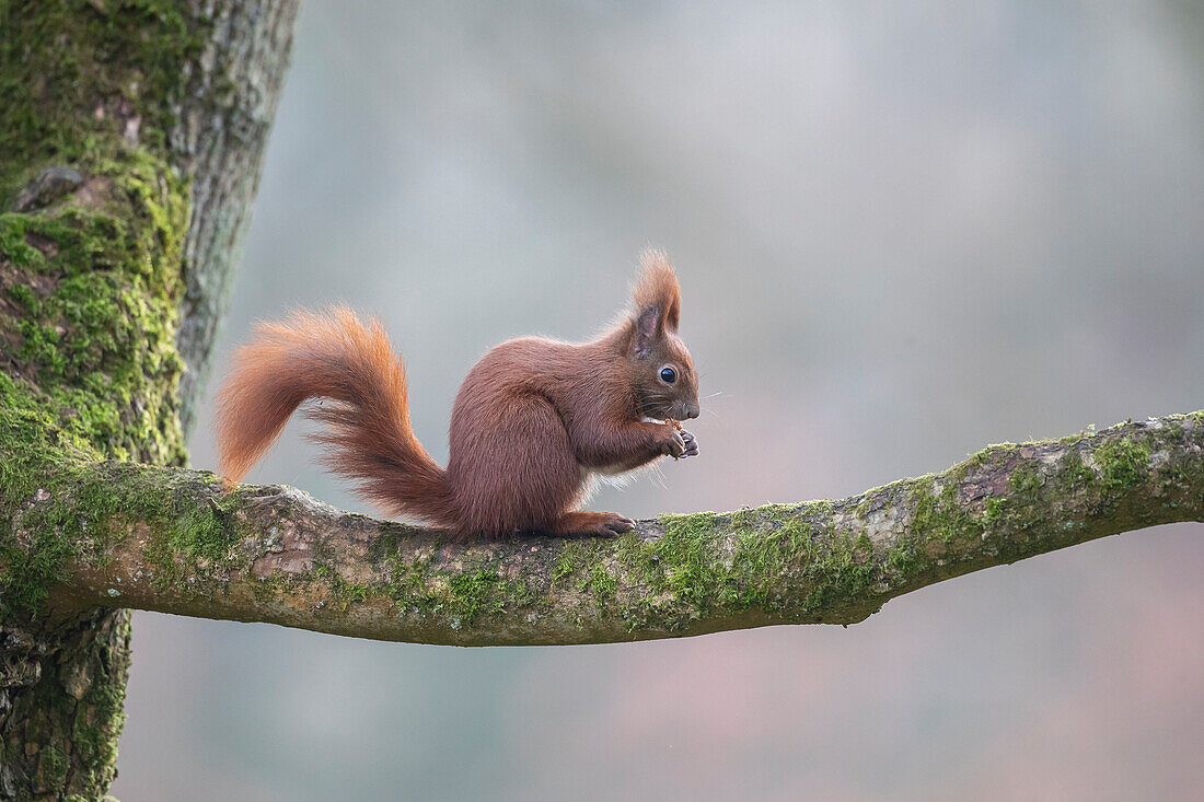  Red squirrel, Sciurus vulgaris, feeding on a branch, autumn, Schleswig-Holstein, Germany 