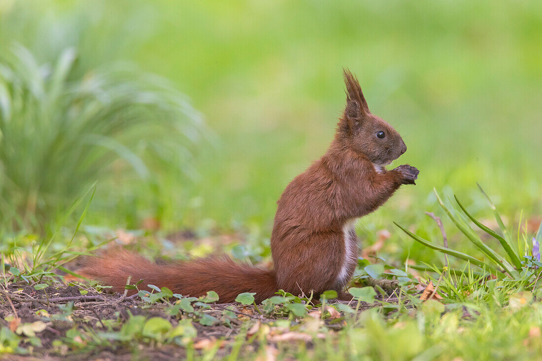 Eichhörnchen, Sciurus vulgaris, fressendes Tier, Frühjahr, Schleswig-Holstein, Deutschland