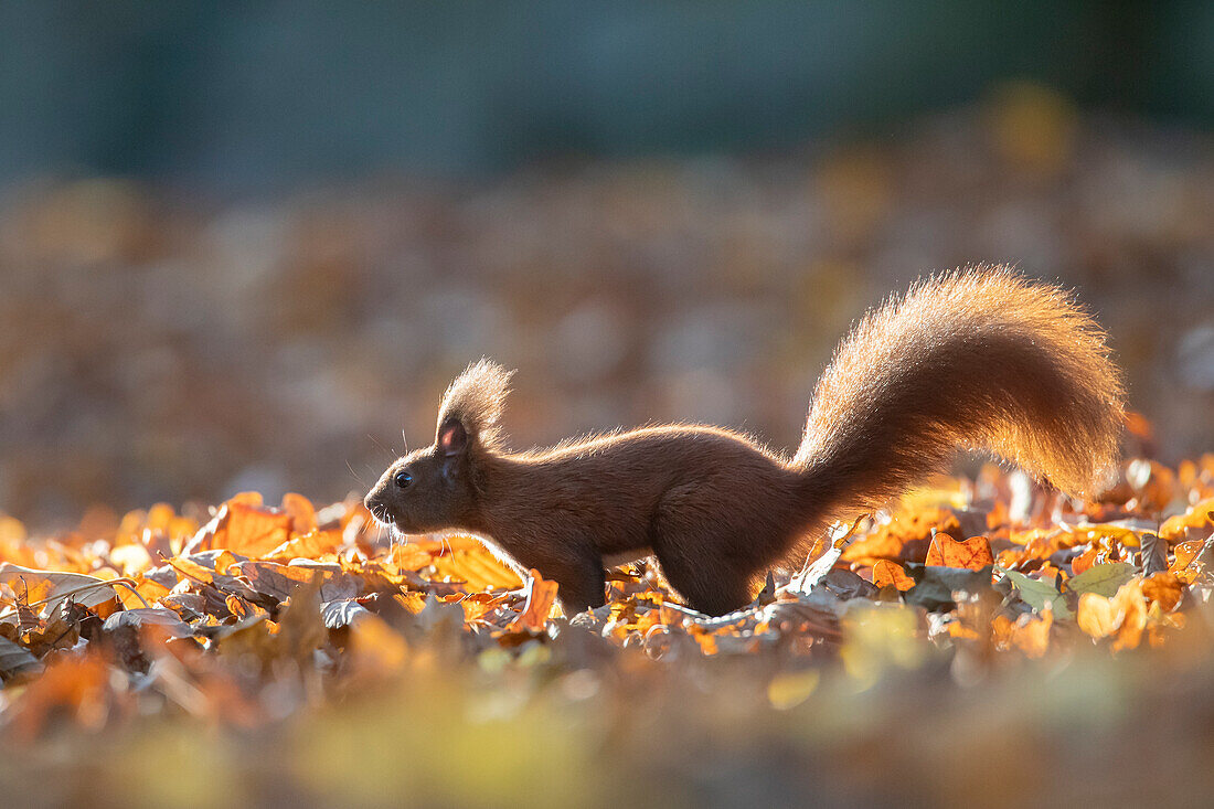  Red squirrel, Sciurus vulgaris, adult animal in foliage, autumn, Schleswig-Holstein, Germany 