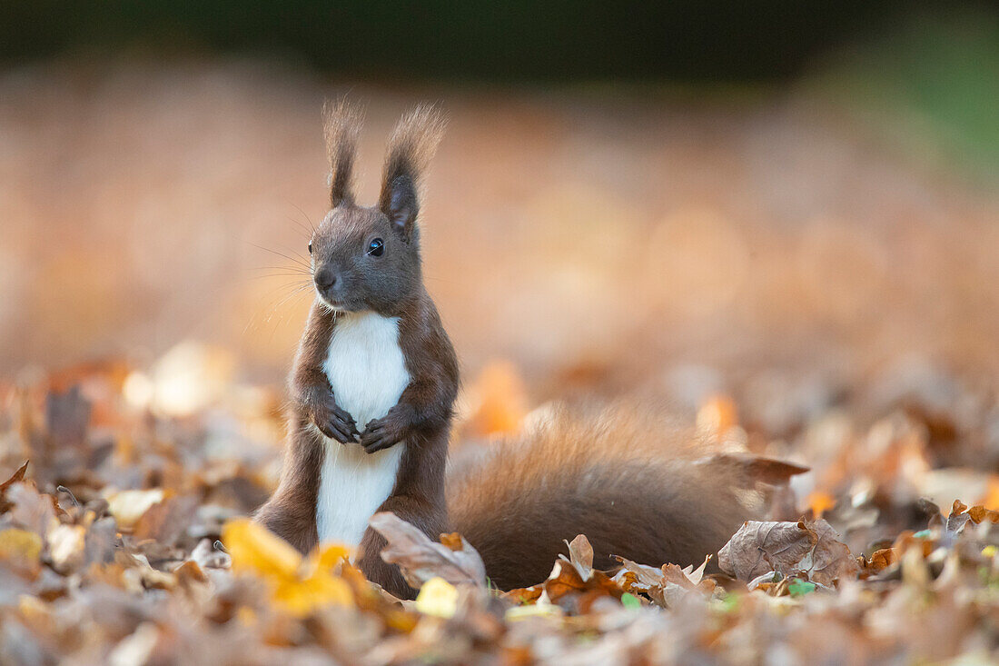 Eichhörnchen, Sciurus vulgaris, adultdes Tier im Laub, Herbst, Schleswig-Holstein, Deutschland