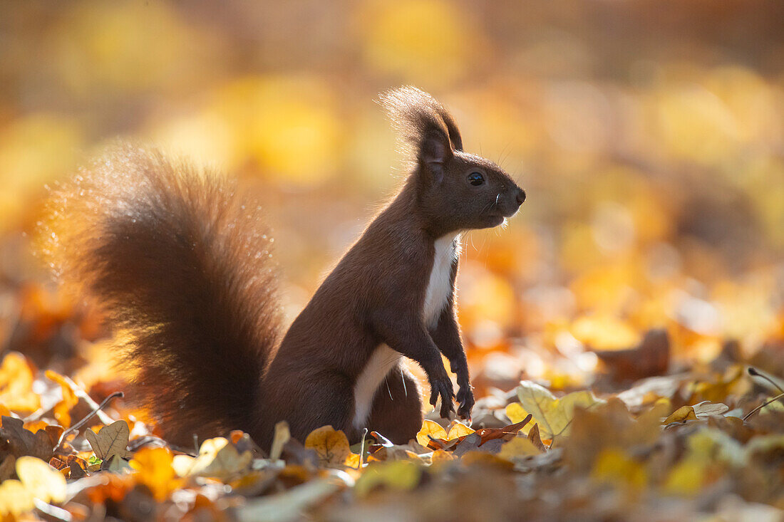  Red squirrel, Sciurus vulgaris, adult animal in foliage, autumn, Schleswig-Holstein, Germany 