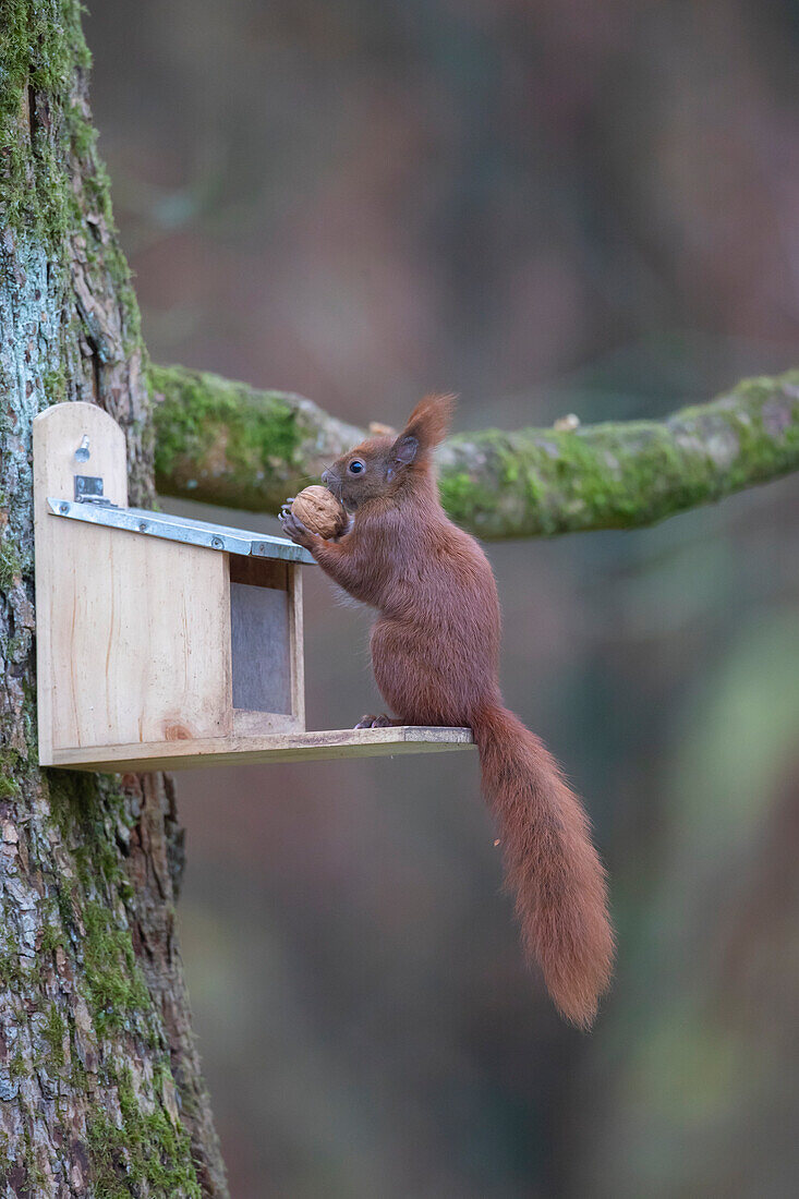  Red squirrel, Sciurus vulgaris, adult animal at feeding station, autumn, Schleswig-Holstein, Germany 