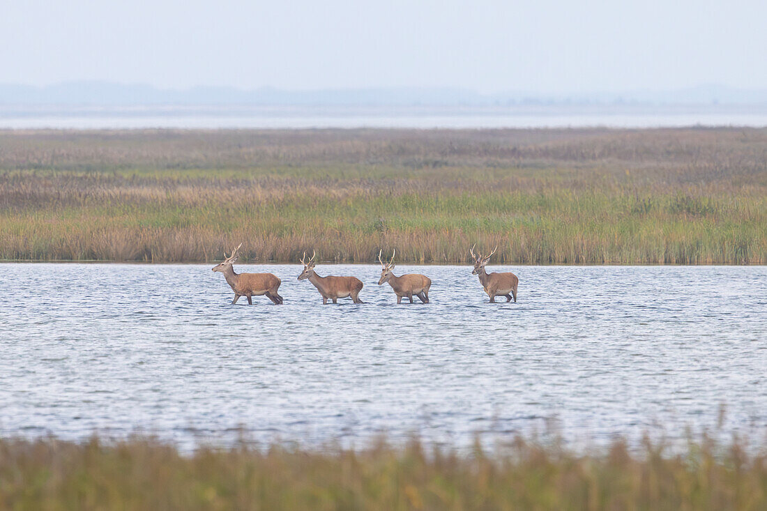 Rotwild, Cervus elaphus, Rothirsche in den Duenen an der Ostsee, Nationalpark Vorpommersche Boddenlandschaft, Mecklenburg-Vorpommern, Deutschland