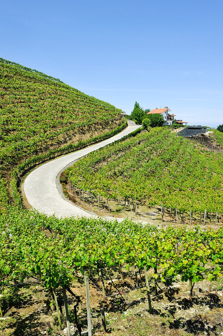  Weingut Rezabal, Txakoli-Weinberge, Bezirk Zarautz, in der Nähe von Getaria, Provinz Gipuzkoa, Baskenland, Spanien, Europa 