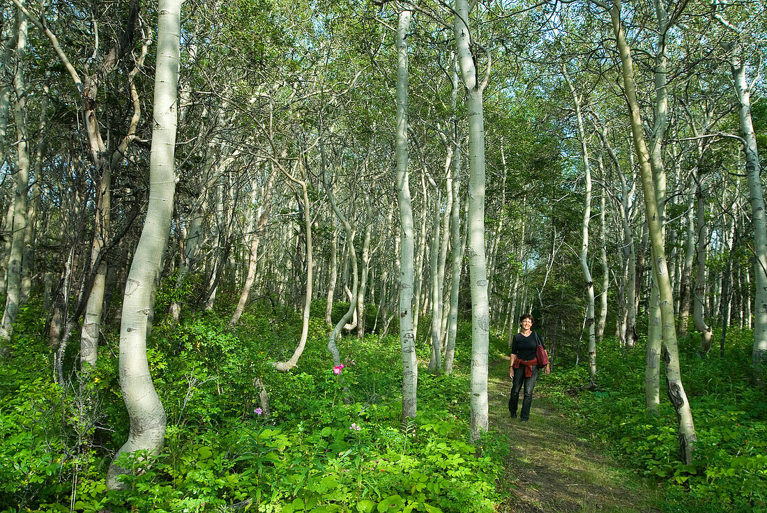 Quaking aspen grove, Populus tremuloides,Ile aux Lievres, Saint-Laurent river, Quebec province,Canada,North America