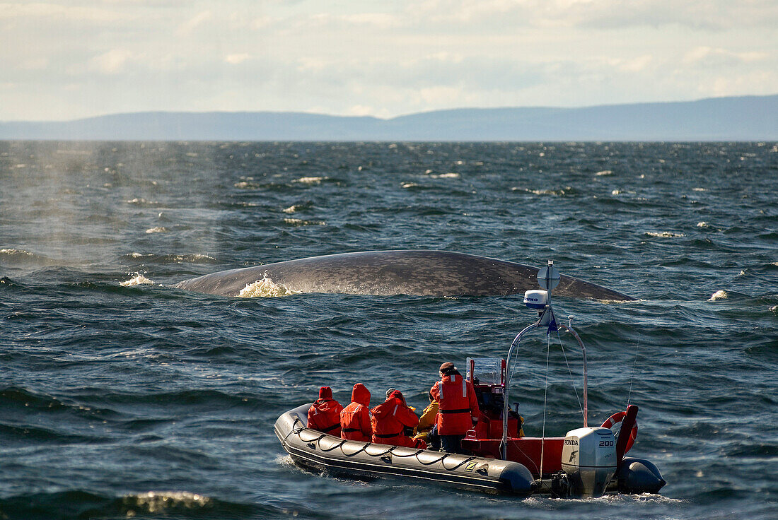 Walbeobachtungs-Bootsfahrt, Blauwal (Balaenoptera musculus), Portneuf-sur-Mer, Region Côte-Nord, Provinz Quebec, Kanada, Nordamerika