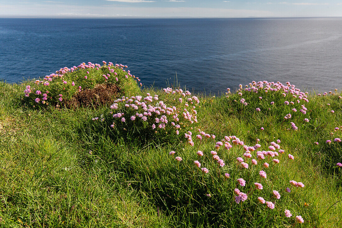  Sea thrush, Armeria maritima, flowering carnations, Nordurland eystra, Iceland 