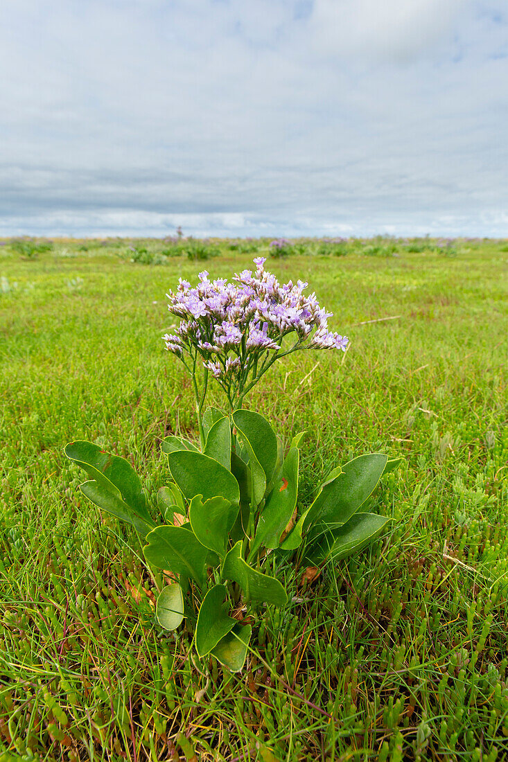 Strandflieder, Statice, Limonium vulgarte, blühende Pflanze, Nationalpark Wattenmeer, Deutschland