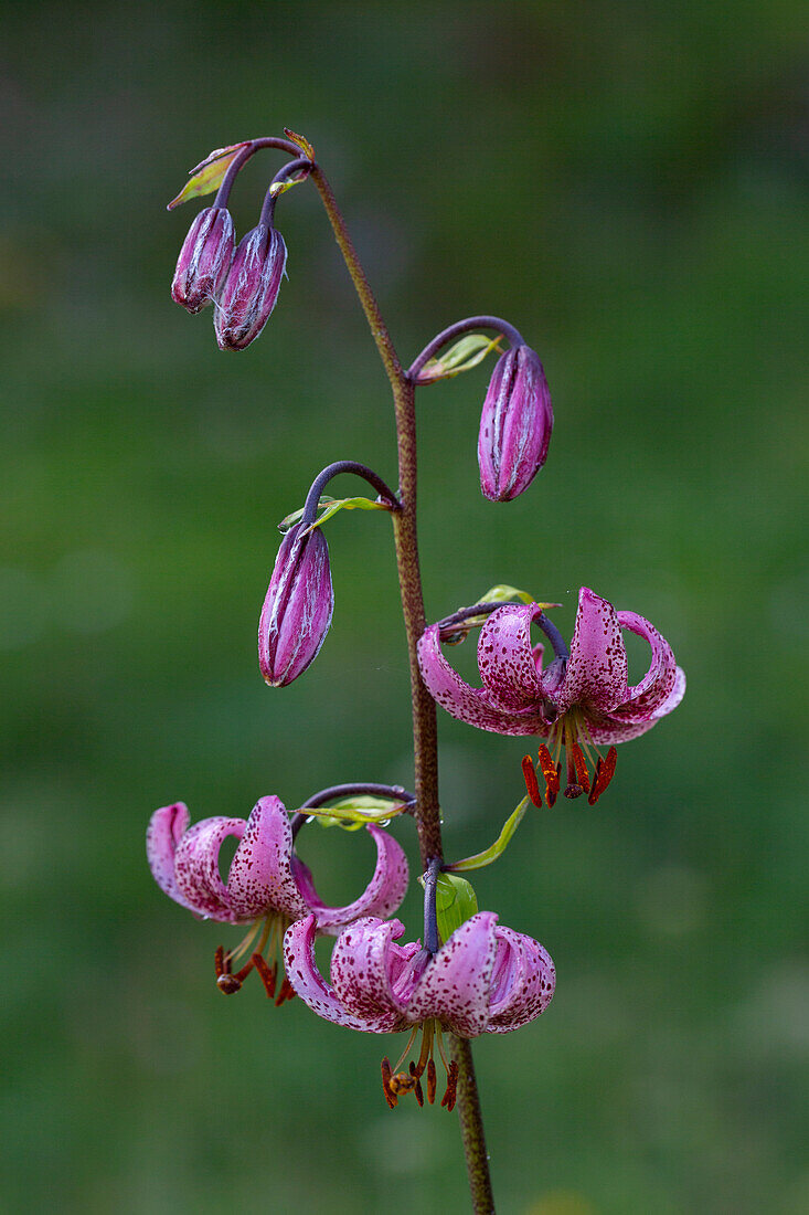  Turk&#39;s cap lily, Lilium martagon, flowers, Hohe Tauern National Park, Carinthia, Austria 