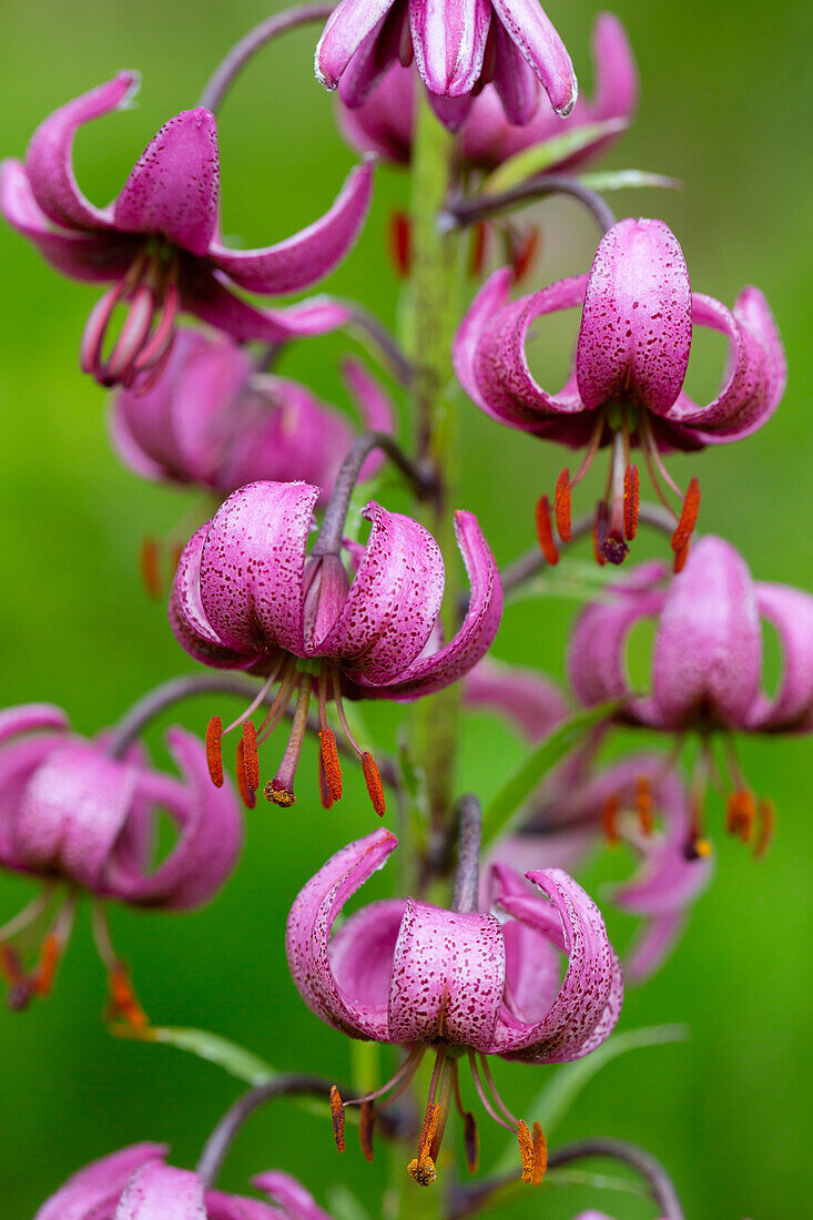  Turk&#39;s cap lily, Lilium martagon, flowers, Hohe Tauern National Park, Carinthia, Austria 