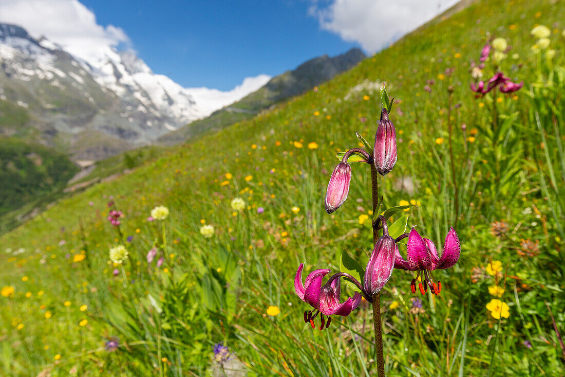  Turk&#39;s cap lily, Lilium martagon, lily on a flower meadow in front of the Grossglockner mountain, Hohe Tauern National Park, Carinthia, Austria 