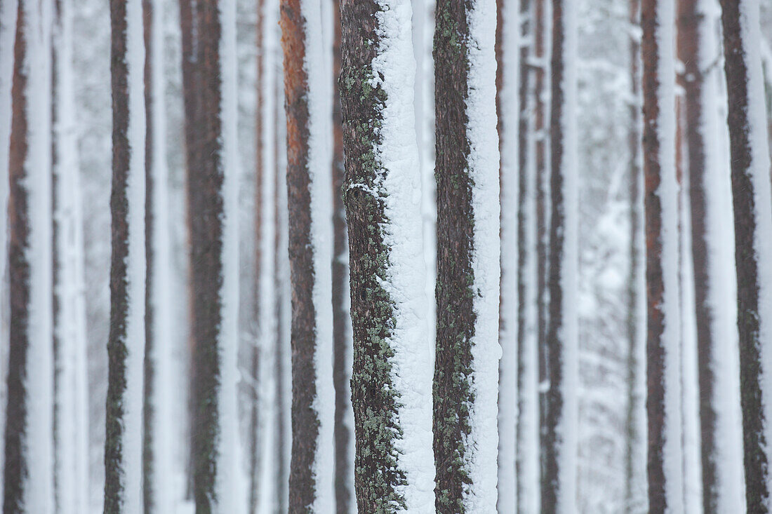  Scots pine, Pinus sylvestris, pine trunks in the snow, winter, Dalarna, Sweden 