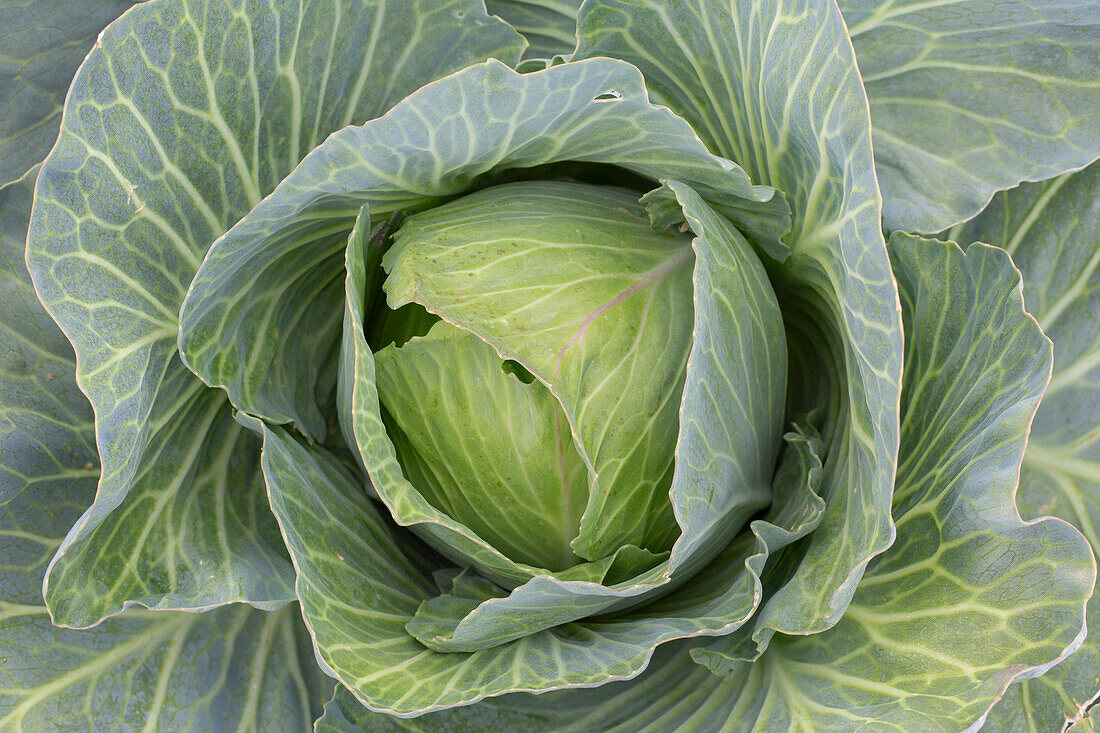  White cabbage, Brassica oleracea var. capitala f. alba, head of cabbage, Dithmarschen, Schleswig-Holstein, Germany 