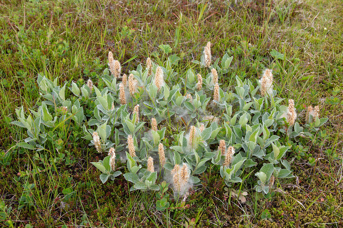 Woll-Weide, Wollige Weide, Salix lanata, Sommer, Austurland, Island