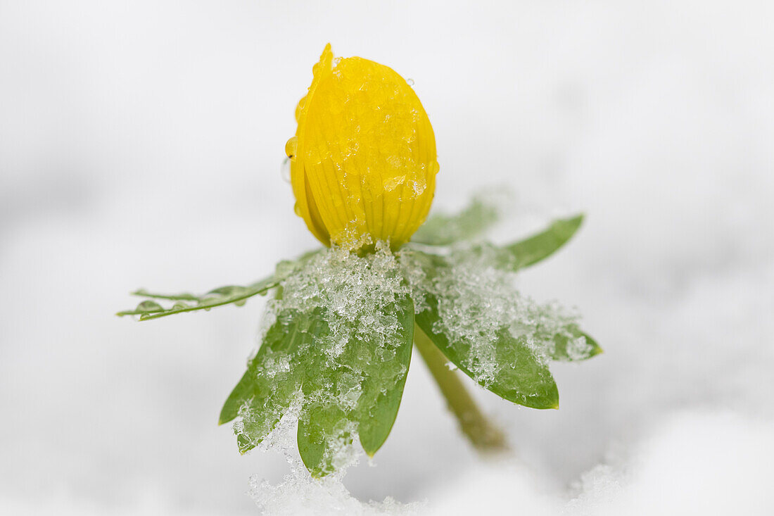 Winterling, Eranthis hyemalis, blühende Pflanze im Schnee, Schleswig-Holstein, Deutschland