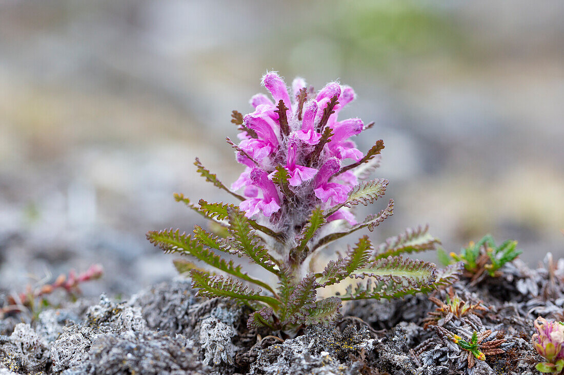  Woolly lousewort, Pedicularis lanata, flowering, Spitsbergen, Norway 