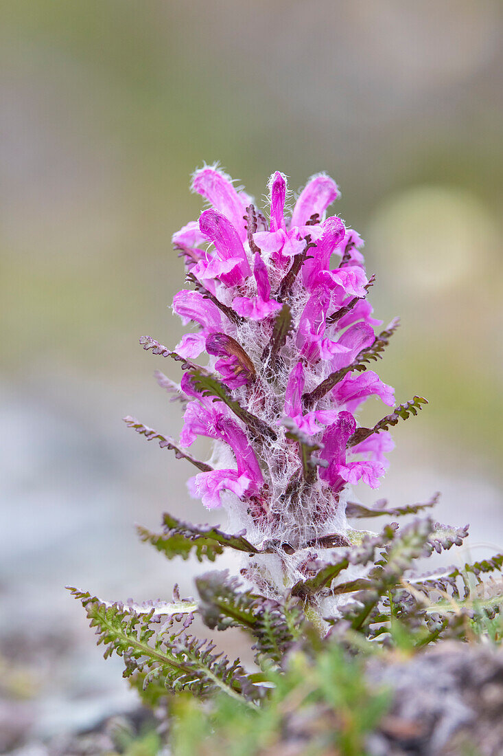  Woolly lousewort, Pedicularis lanata, flowering, Spitsbergen, Norway 