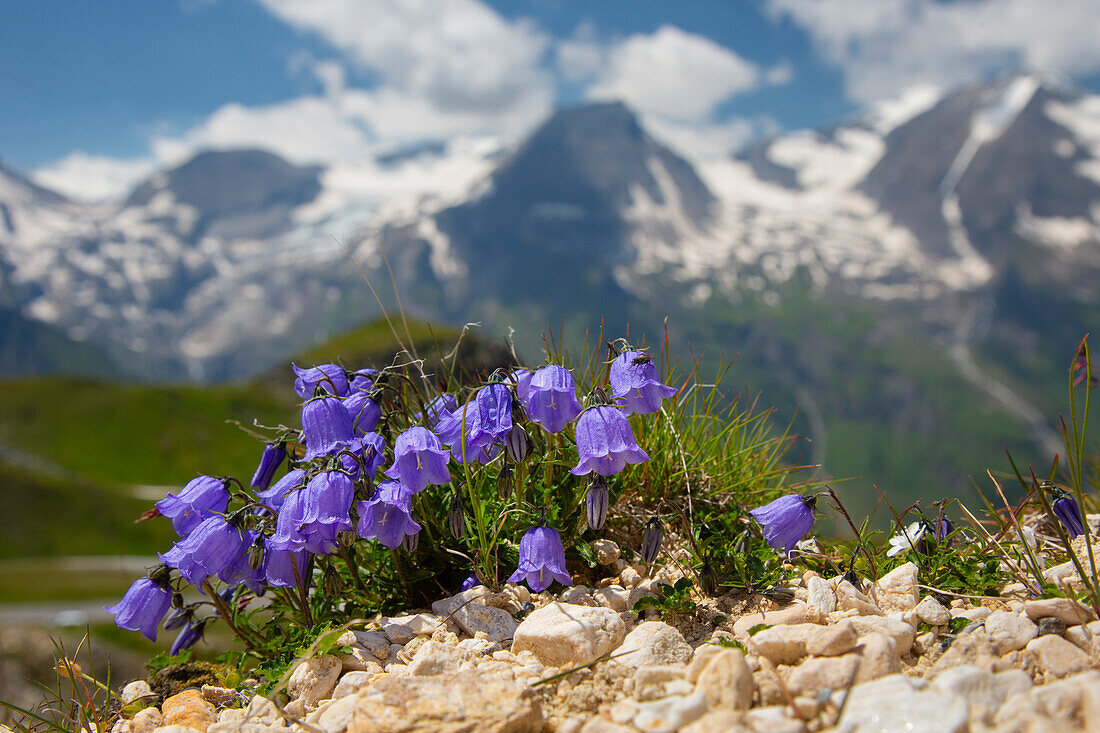 Zwerg-Glockenblume, Campanula cochlearifolia, blühend, Nationalpark Hohe Tauern, Kärnten, Österreich