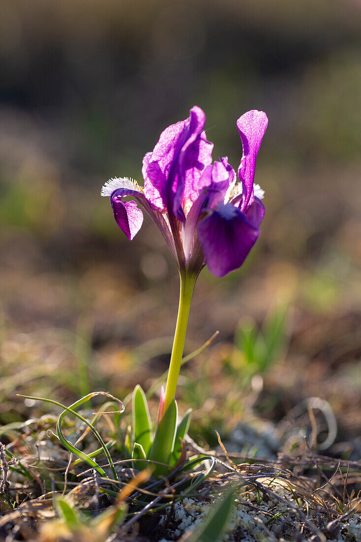 Europäische Zwergschwertlilie, Zwergiris, Iris pumila, violette Blüte, Burgenland, Österreich