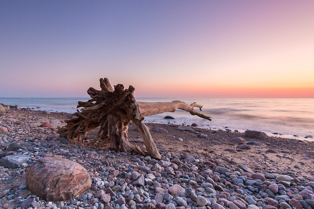 Toter Baum zum Sonnenaufgang am Brodtener Steilufer an der Ostsee, Schleswig-Holstein, Deutschland