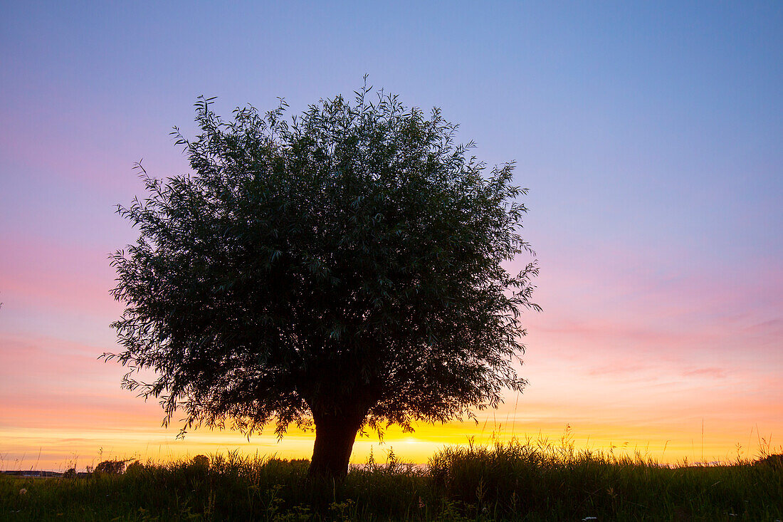  White willow, Salix alba, tree at sunset, Skane, Sweden 