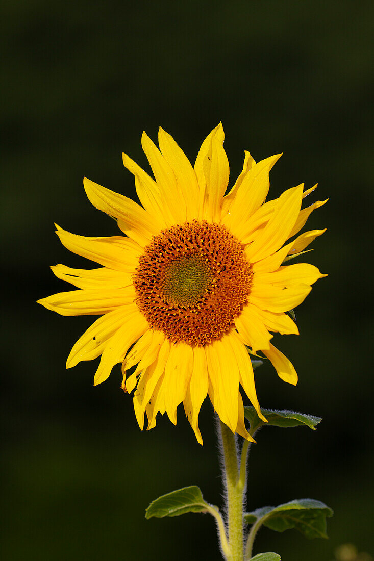  Sunflower, Helianthus annuus, flower, Schleswig-Holstein, Germany 