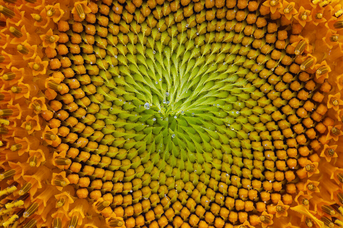  Sunflower, Helianthus annuus, flower, Schleswig-Holstein, Germany 