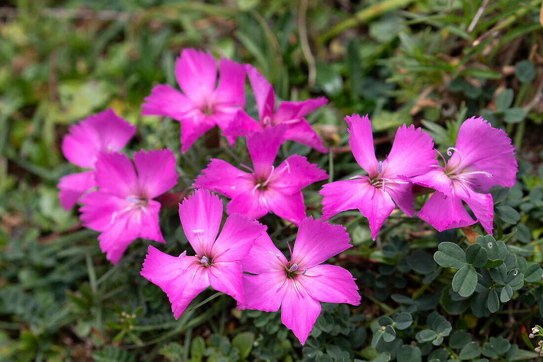 Steinnelke, Dianthus sylvestris, blühend, Nationalpark Hohe Tauern, Kärnten, Österreich