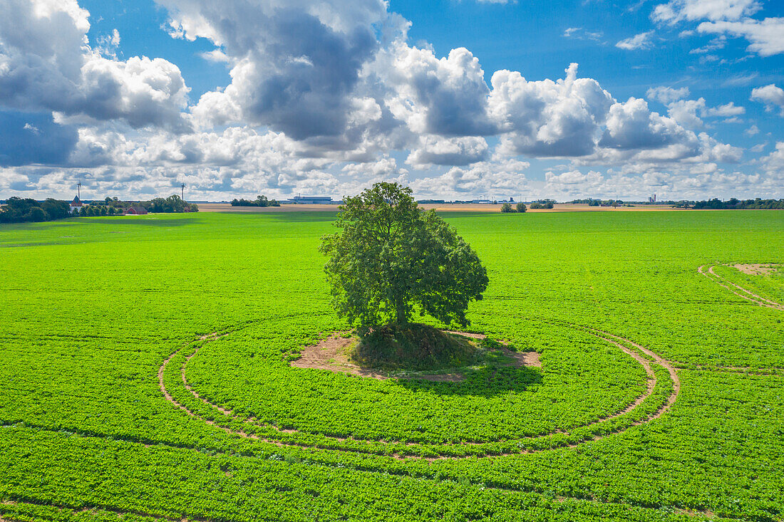  Pedunculate oak, Quercus robur, solitary oak in a field, Skane, Sweden 