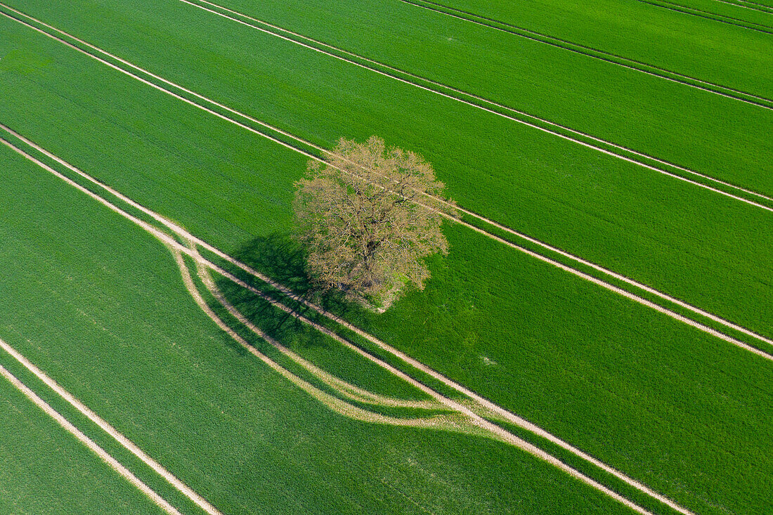 Stieleiche, Quercus robur, einzeln stehende Eiche auf einem Feld, Schleswig-Holstein, Deutschland