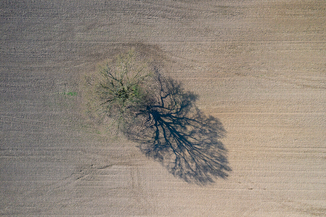 Stieleiche, Quercus robur, einzeln stehende Eiche auf einem Feld, Mecklenburg-Vorpommern, Deutschland