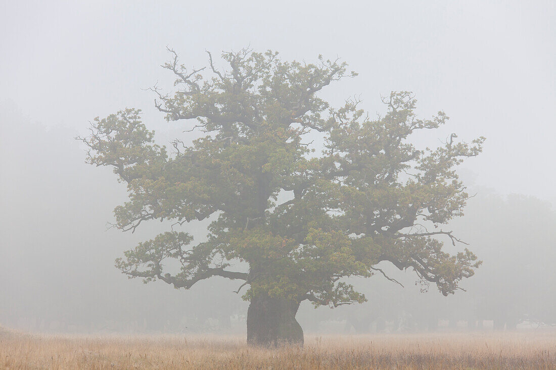  Pedunculate oak, Quercus robur, solitary oak in the fog, autumn, Denmark 