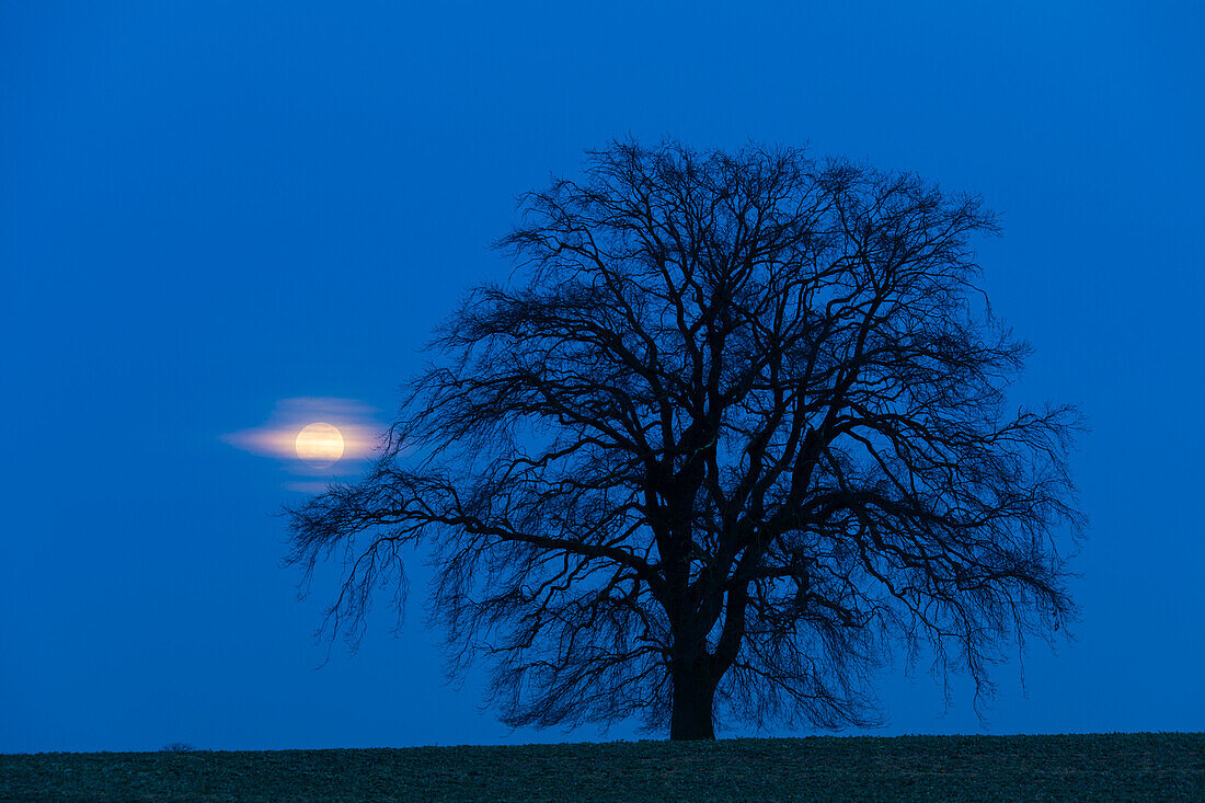  Pedunculate oak, Quercus robur, solitary oak with moon, Mecklenburg-Western Pomerania, Germany 