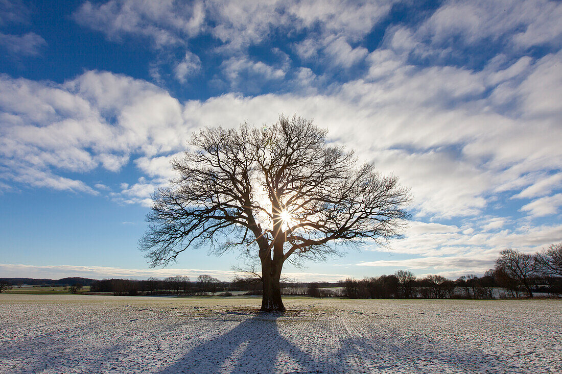 Stieleiche, Quercus robur, alter Baum im Schnee, Winter, Schleswig-Holstein, Deutschland