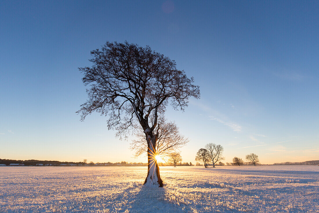  Pedunculate oak, Quercus robur, tree at sunrise, Lower Saxony, Germany 