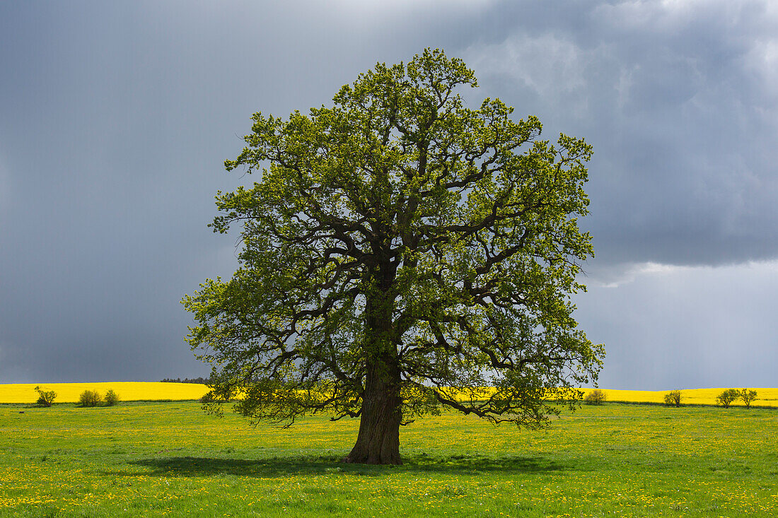  Pedunculate oak, Quercus robur, old oak, Schleswig-Holstein, Germany 