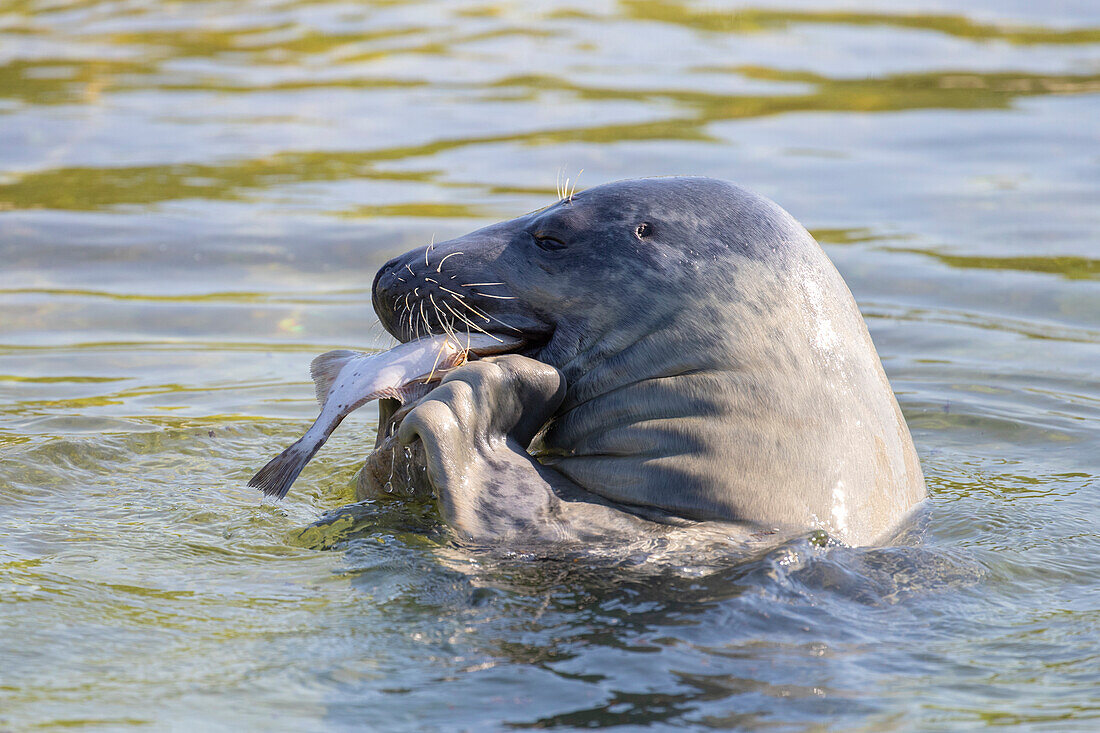 Kegelrobben, Halichoerus grypus, adulte Robbe mit Fisch, Schleswig-Holstein, Deutschland