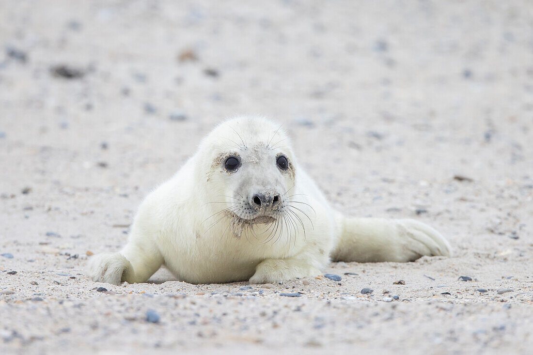  Grey seals, Halichoerus grypus, young seal on the beach, Schleswig-Holstein, Germany 