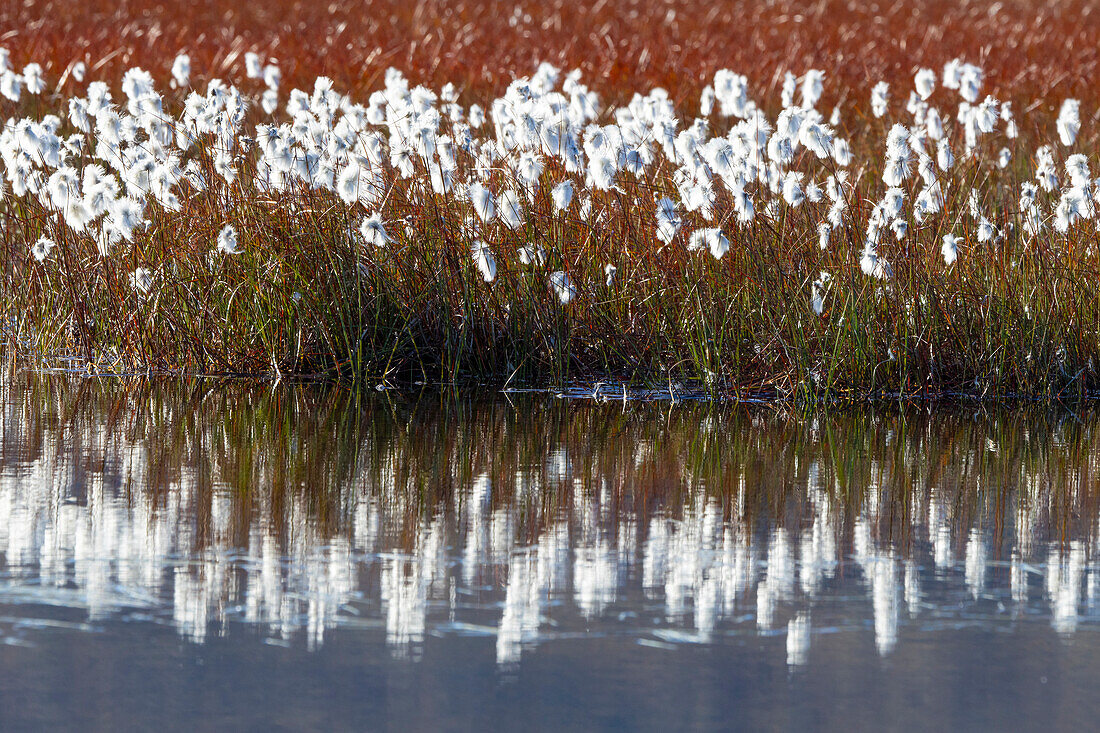  Scheuchzer&#39;s cottongrass, Eriophorum latifolium, in a swamp, Norway 