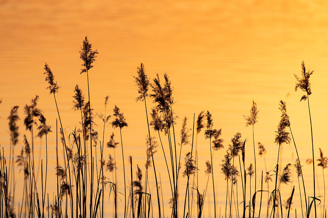  Common reed, Common reed, Phragmites communis, reed in the evening light, Schleswig-Holstein, Germany 